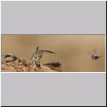 Andrena vaga - Weiden-Sandbiene 11.jpg